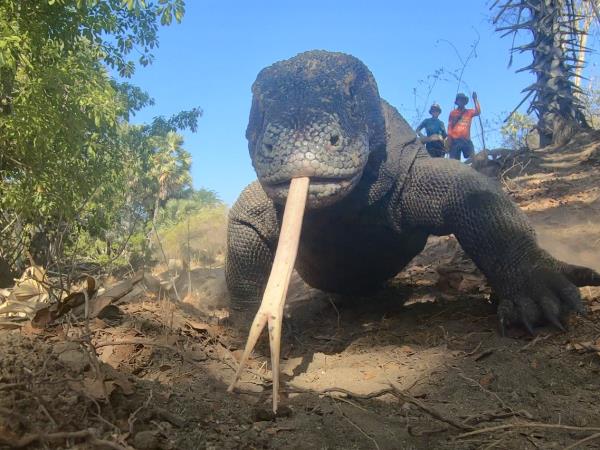Family kayaking vacations in Indonesia, Komodo adventure
