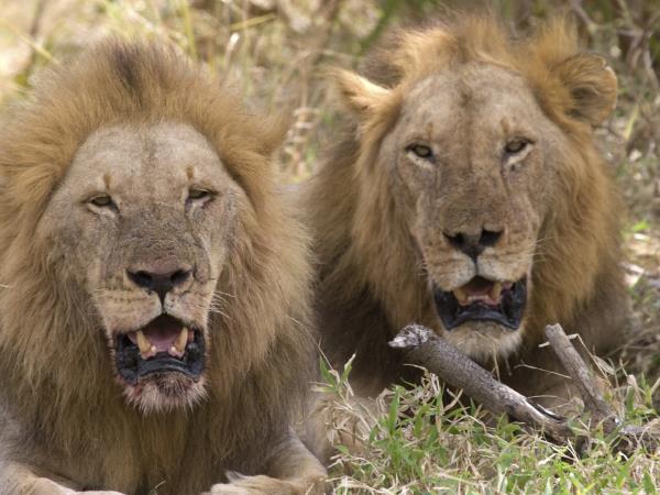 Tanzania family camping safari