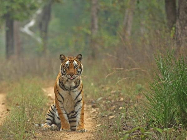 Luxury wildlife holiday in India
