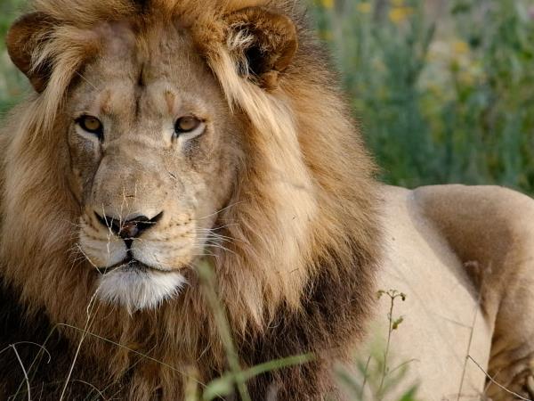 South Africa volunteering with the big five