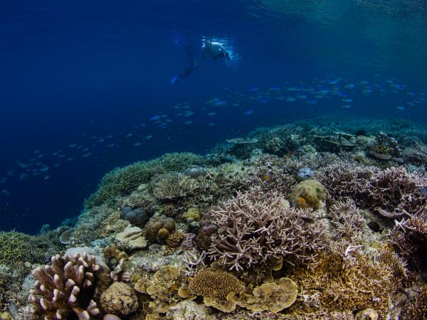 Raja Ampat & Wakatobi snorkeling vacation