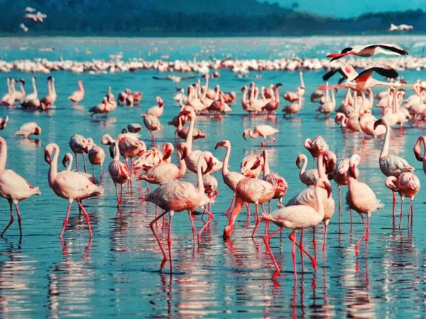 Kenya wildlife volunteering vacation