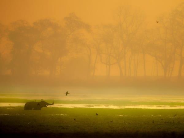 Red panda & rhino wildlife tour in India