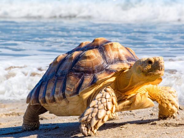 Luxury Peru and Galapagos vacation