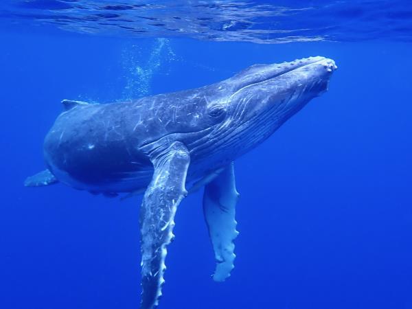 Swim with humpback whales, Tonga