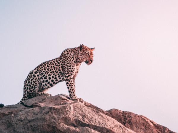 South Africa safari vacation, 9 days