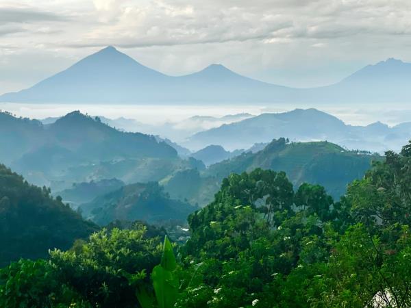 Gorilla and Golden Monkey safari in Uganda