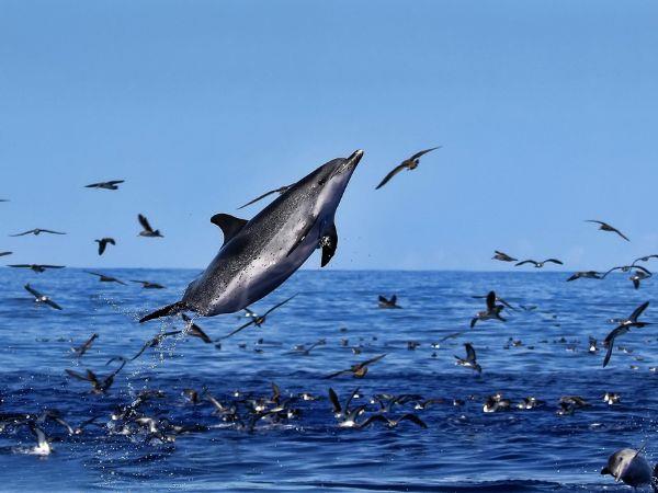 Whale watching in the Azores