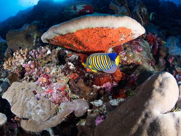 Maldives scuba diving vacation
