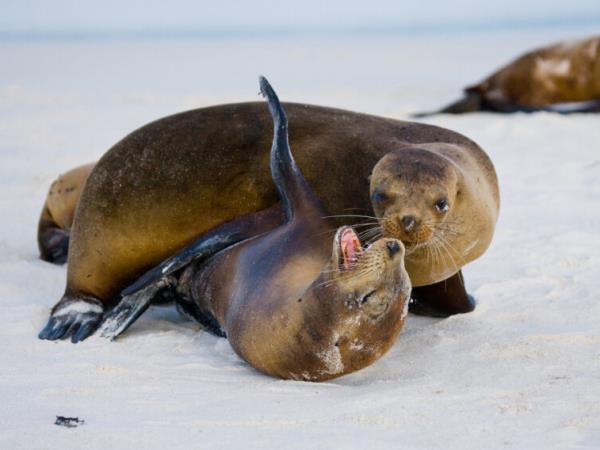 Galapagos active wildlife vacation
