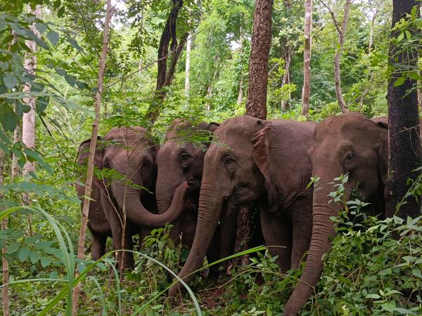 Bangkok to Chiang Mai tour, elephants, trekking & culture