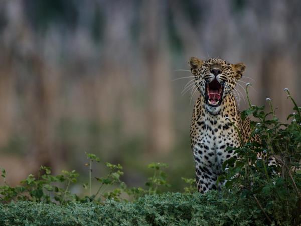 Family adventure vacation in Sri Lanka