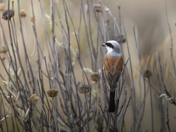 Bird watching in Greece