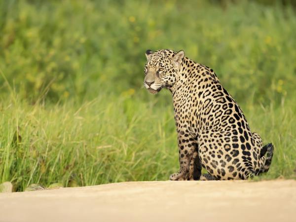 Jaguar photo tour in Brazil, Pantanal