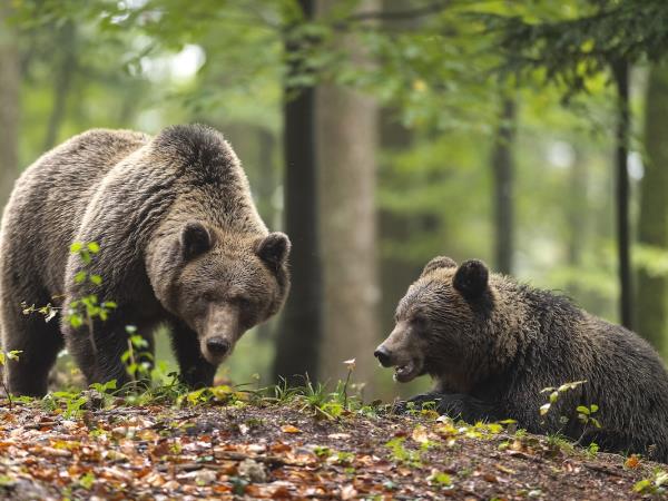 Bear Photo Tour in Slovenia