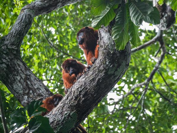 Madidi wildlife tour at Chalalan ecolodge, Bolivia