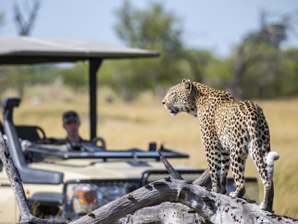 Leopard photo safari in Zambia