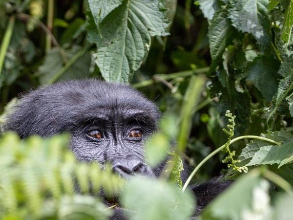 Western Uganda wildlife small group tour