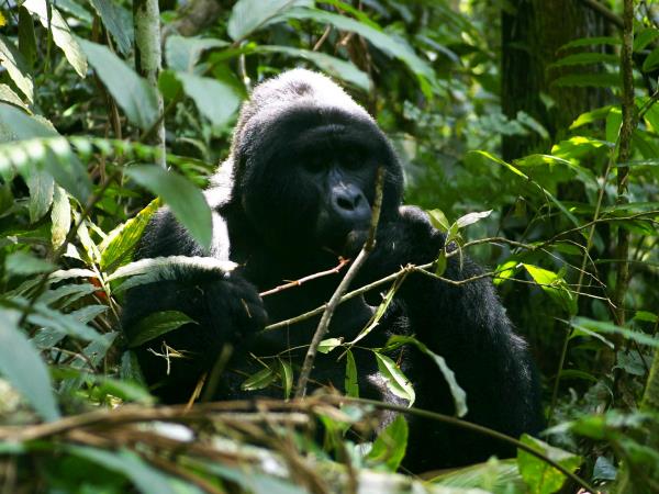 Best of Uganda tour, 14 days