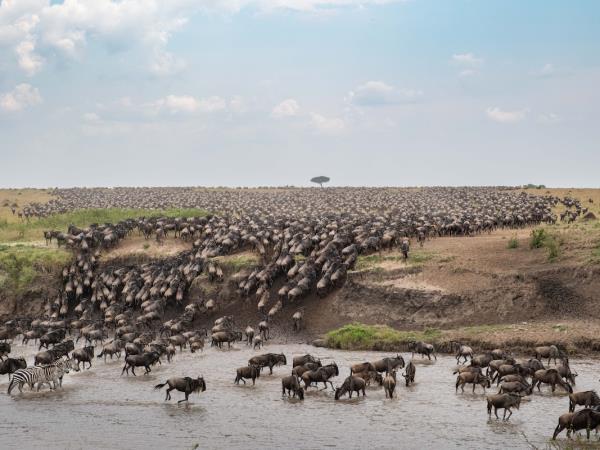 Maasai Mara wildlife photography vacation