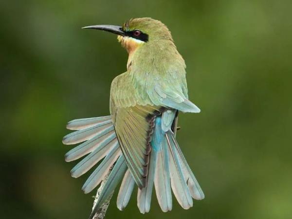 Luxury Sri Lanka birding tour