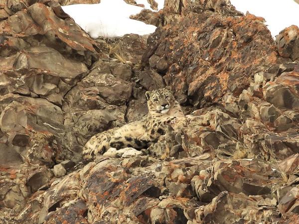 Ladakh snow leopard small group tour