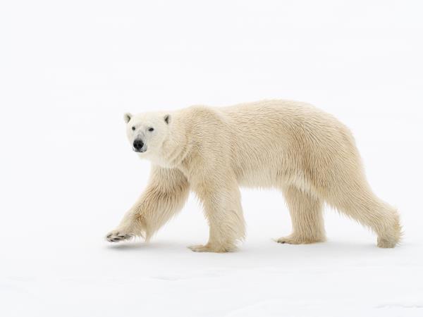 Luxury Spitsbergen expedition cruise