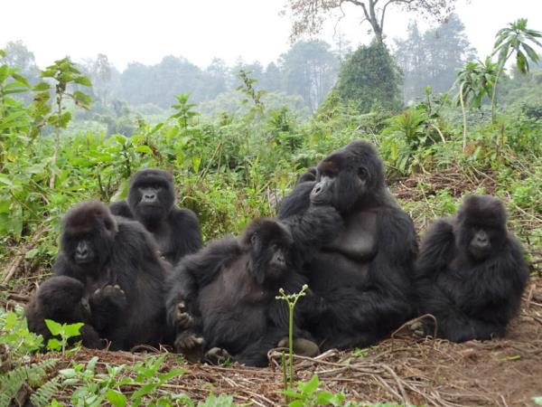 Rwanda primates & national parks adventure