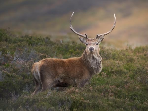 Scotland wildlife photography vacation