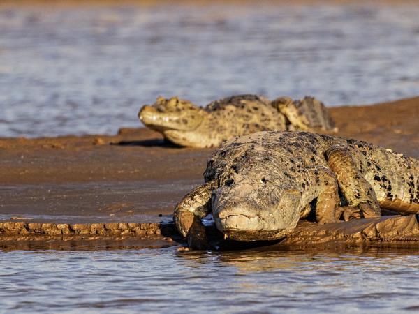 Northern Argentina wildlife vacation