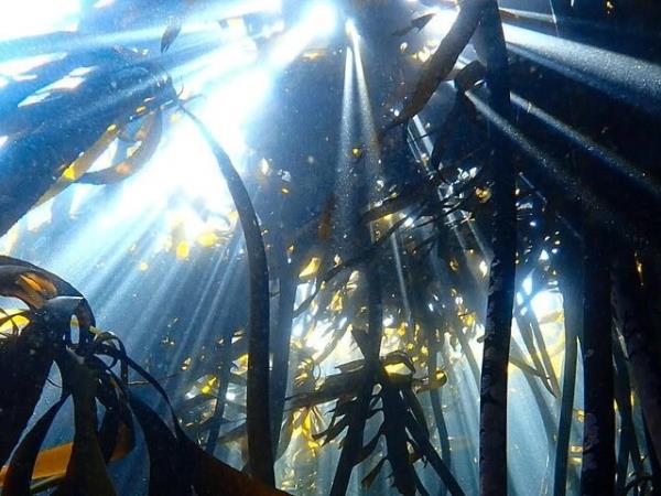 Snorkelling and diving vacation, South Africa