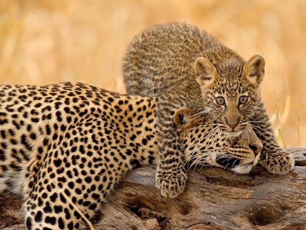 Luxury Tanzania safari & Lake Victoria