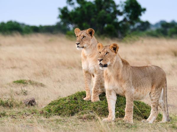 South Africa wildlife photography safari
