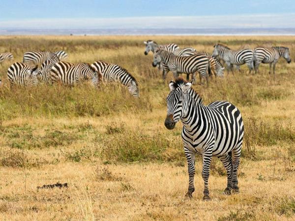 Tanzania 6 day safari
