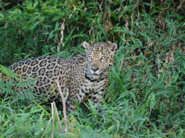 Brazil wildlife and walking vacation