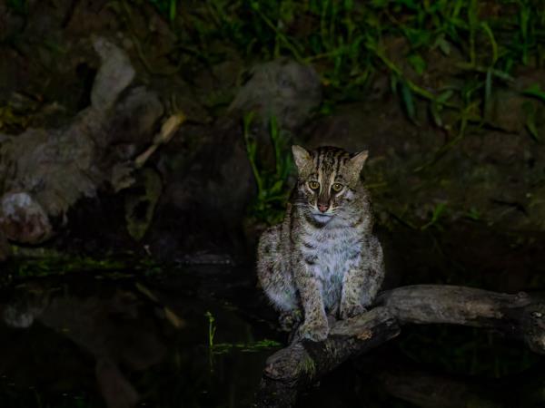 Small cats of India wildlife tour