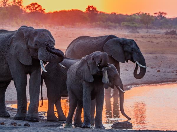 Game count safari at Hwange National Park, Zimbabwe
