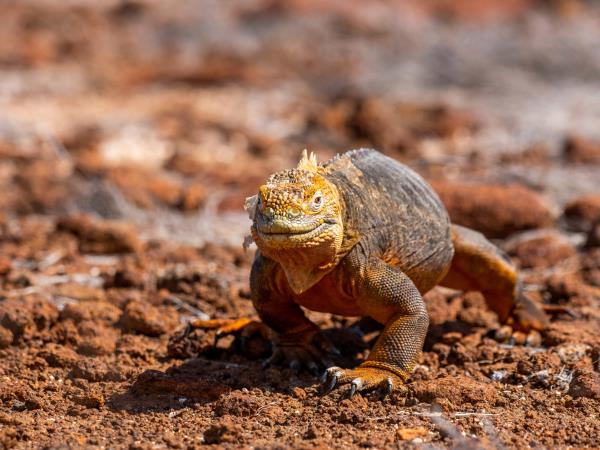 Galapagos 4 day island hopping tour