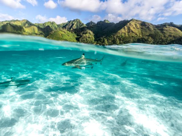 French Polynesia luxury villa & catamaran cruise vacation