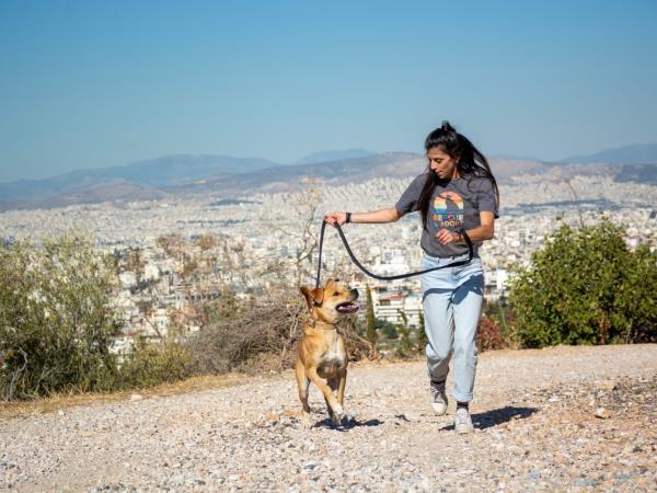 Street animal volunteering vacation in Greece