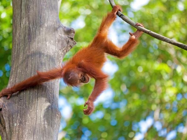 Sabah and Sarawak tailor made vacation