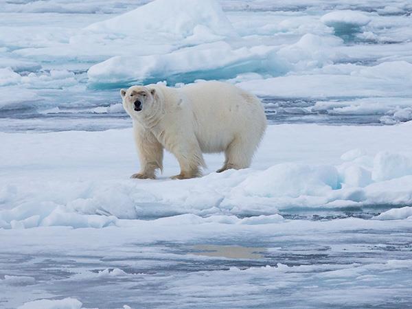 Highlights of Spitsbergen vacation