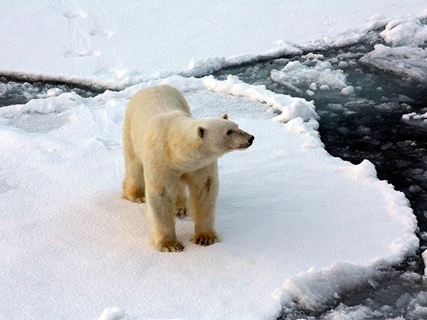 Spitsbergen in depth cruise