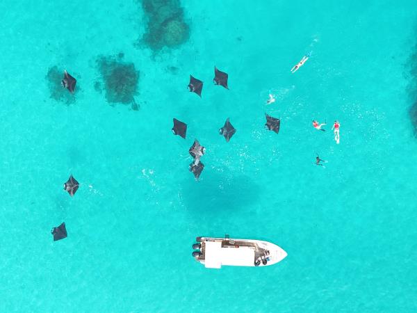 Maldives Manta ray snorkelling and Island hopping tour