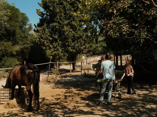 Volunteering holiday with horses in Croatia