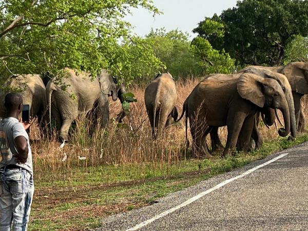 Mole National Park safari, Ghana