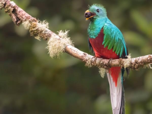 Costa Rica 2 week nature tour