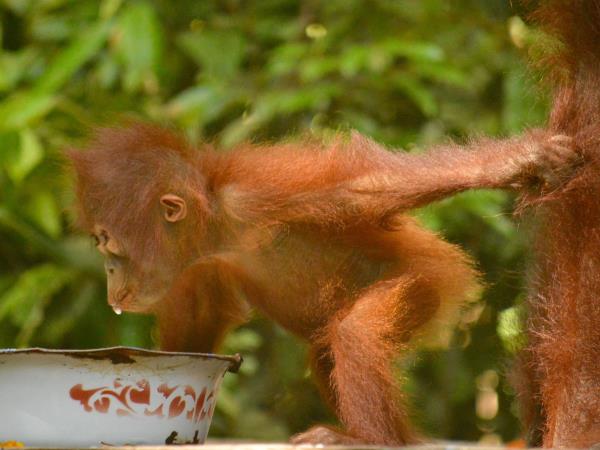 Forgotten islands of Indonesia cruise