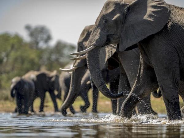 Ghana wildlife safari, 4 days
