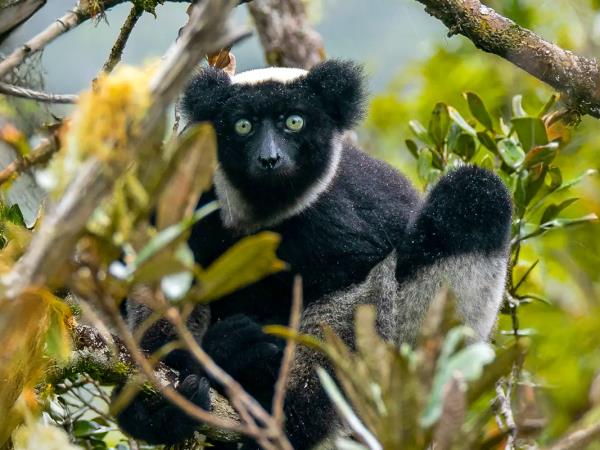 Volunteer with Lemurs in Madagascar